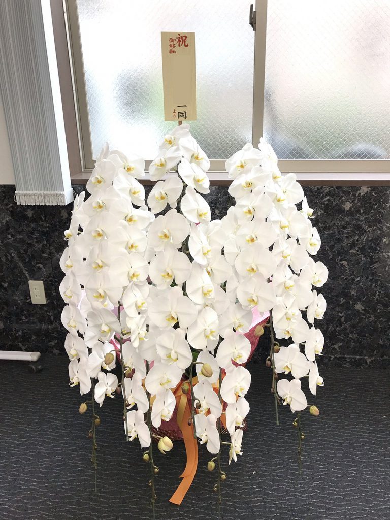 上場祝い胡蝶蘭７本立ち