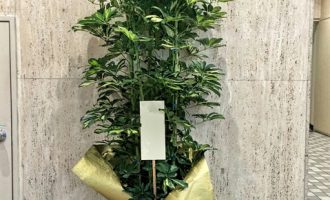 観葉植物を東京へお届け