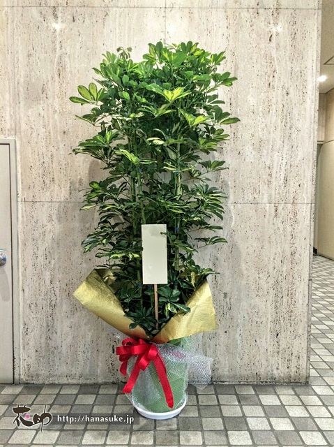 観葉植物を東京へお届け