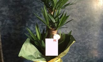 観葉植物ユッカを横浜市へお届け