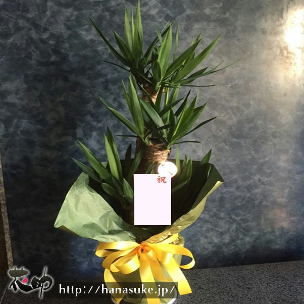 観葉植物ユッカを横浜市へお届け