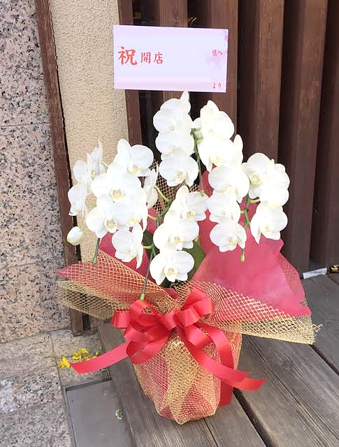 東京都文京区へミディ胡蝶蘭
