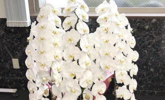 上場祝い胡蝶蘭７本立ち