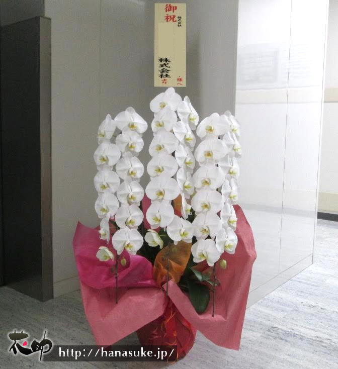 上場祝い 胡蝶蘭大阪